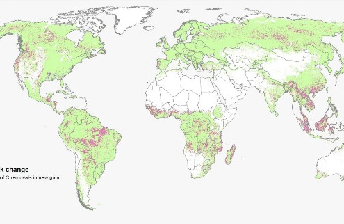 Forests as carbon sinks and carbon sources