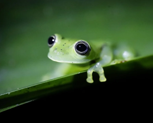 Amphibians, such as this emerald glass frog in Panama, are seeing high levels of population declines, according to a new study.